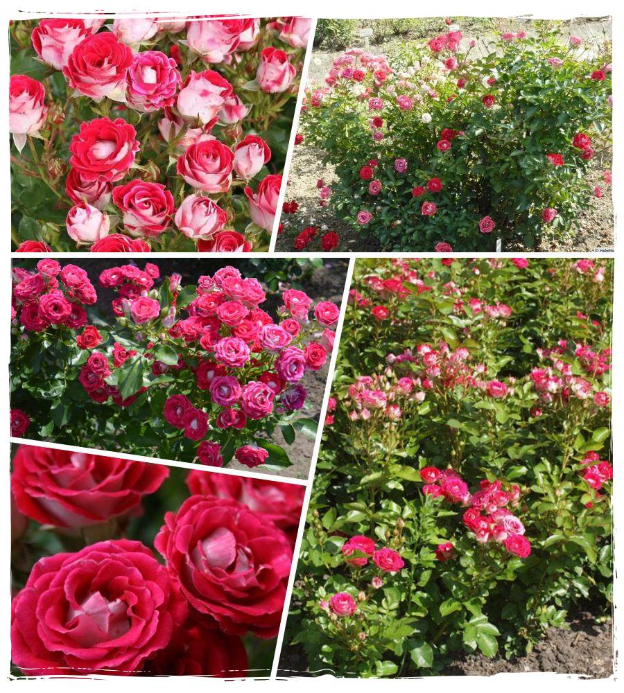 Schone Koblenzerin róże rabatowe